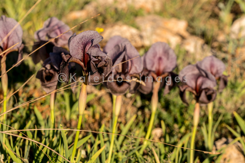 Al Arz;Iris;Iris Cedreti;Kaleidos;Kaleidos images;Lebanon;Middle East;Near East;Proche Orient;Tarek Charara;Flowers;Endemic;Endangered species;Endemic species;Critically endangered;Critically endangered species